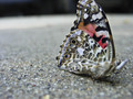 Moth