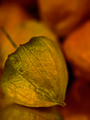Little Lantern