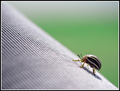 A Bug's Life