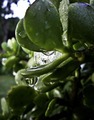 natures tear drop