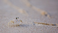 Crab
