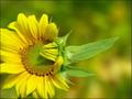 Sun Flower Blush