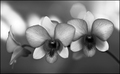 Charcoal Orchids