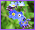 forget-me-nots