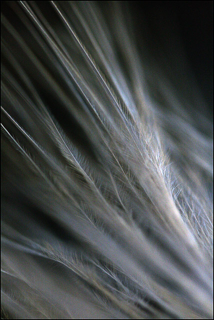 feathery mist