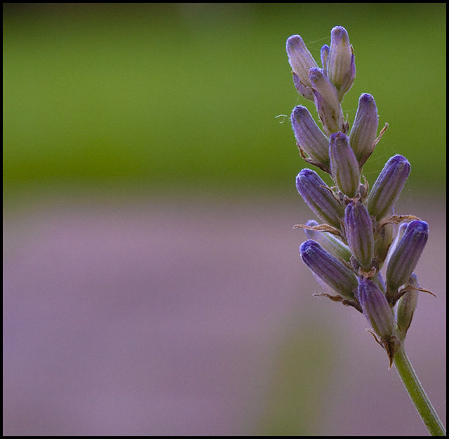 Lavender in the Garden