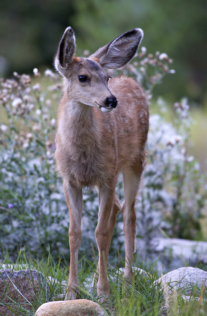 Late Summer Fawn