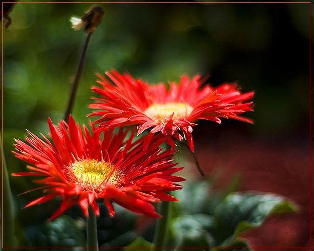 Posies...