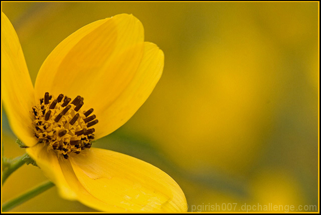 The Golden Beauty!