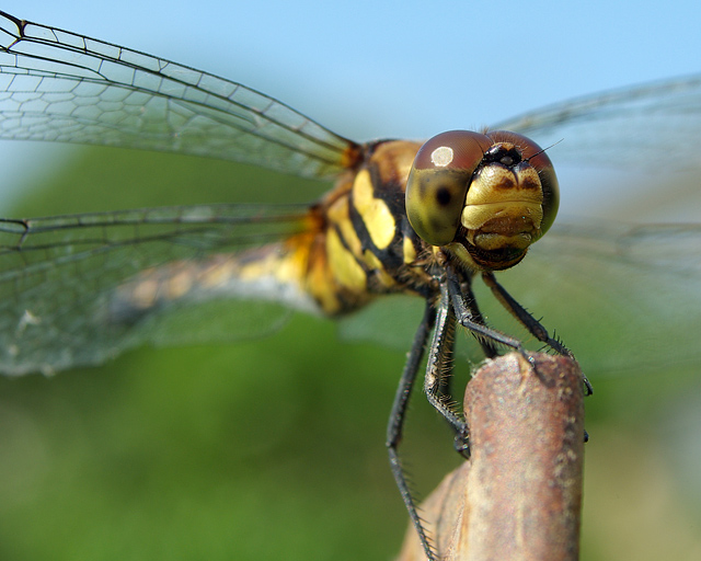 Dragonfly