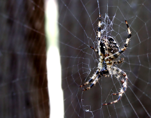 Web Defender
