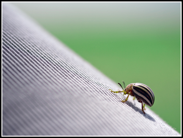 A Bug's Life