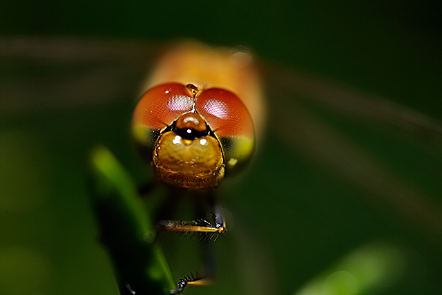 'Eye Fly'