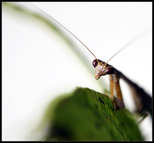 The Mantis