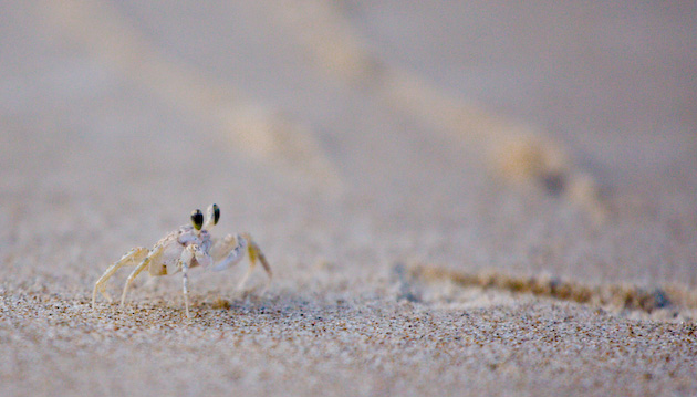 Crab