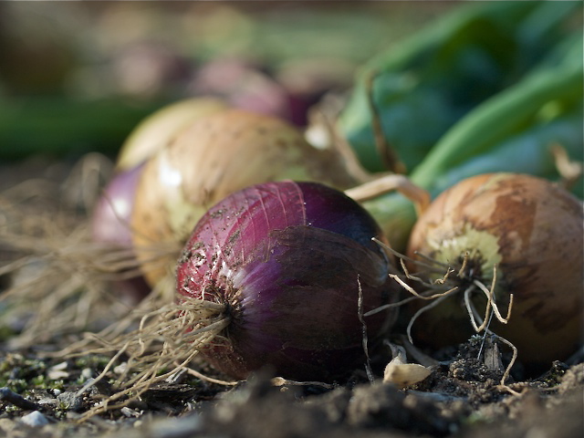 Harvest