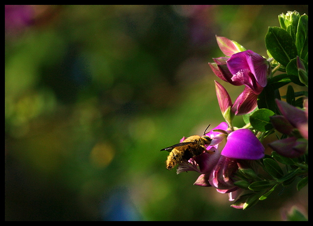 Carpenter bee