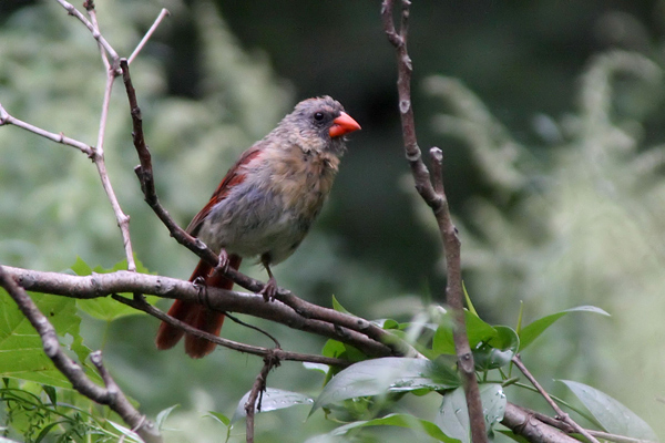Lady Bird