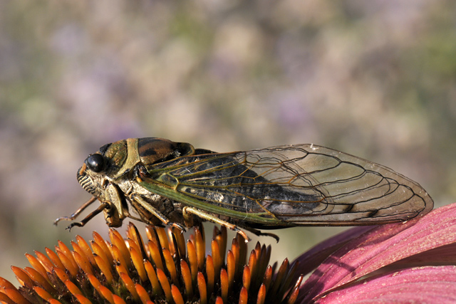 Mysterious Cicada