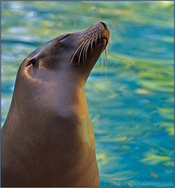 Basking in the Sun