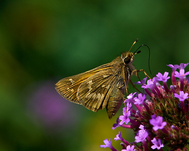 Skipper on Verbena