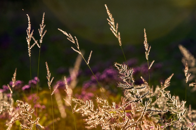 Golden Rods