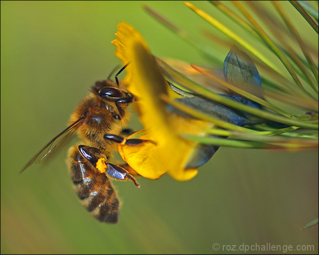 pollinator extraordinaire