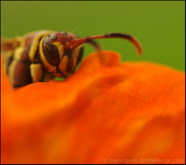 Hornet in Hiding