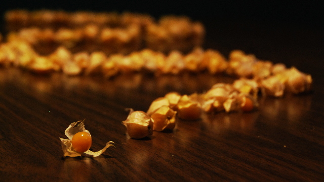 Ground cherry forever