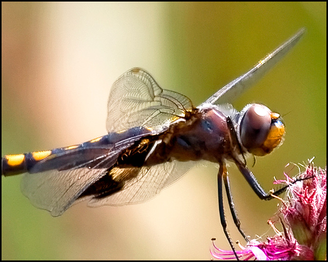 A Dragonfly Enjoying The Sun