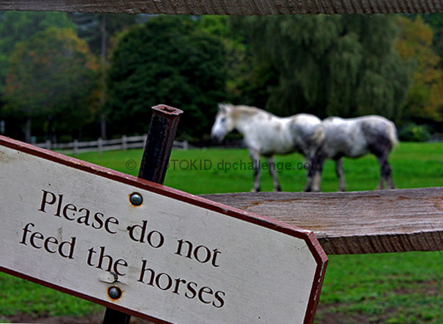 Please Dont Feed the Horses