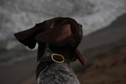 Ears, Tongue and Wind