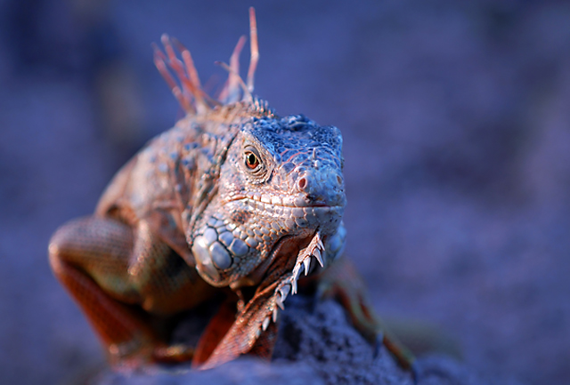 Morning Iguana