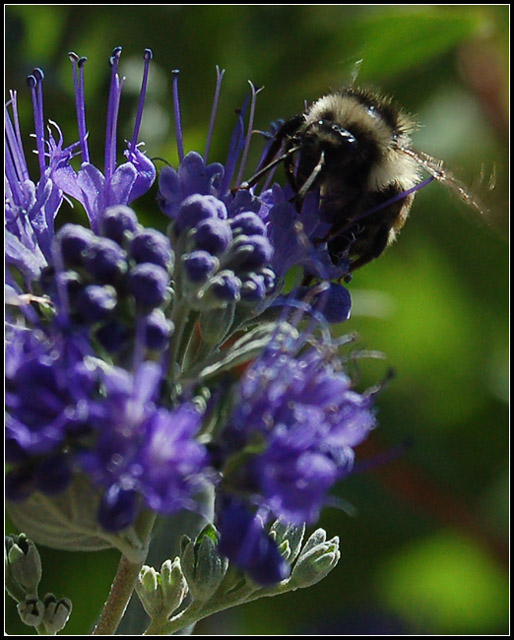 Late Summer Pollen Collection