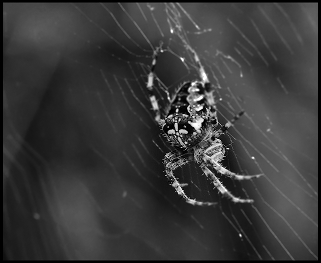 Araneus diadematus