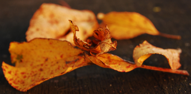 Autumn leaves...