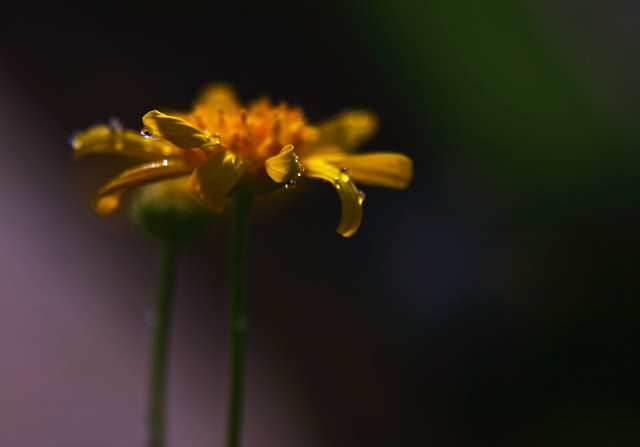 shadows and rain