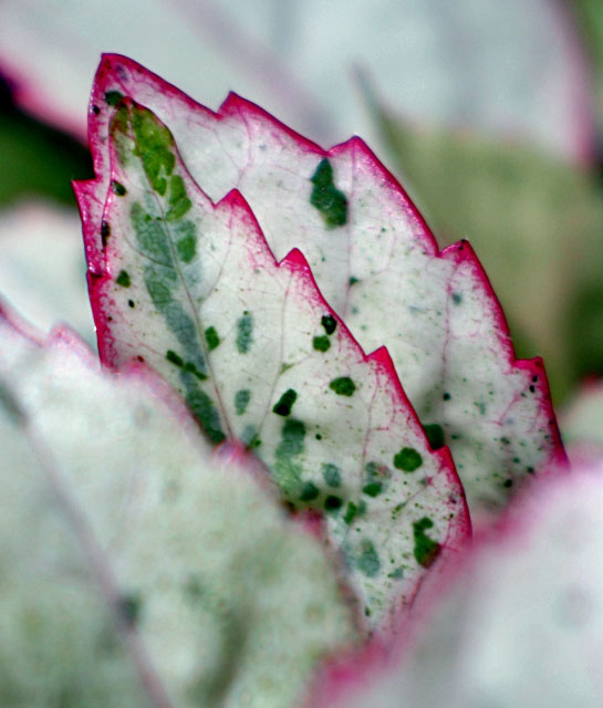 Variegated Hibiscus Leaf