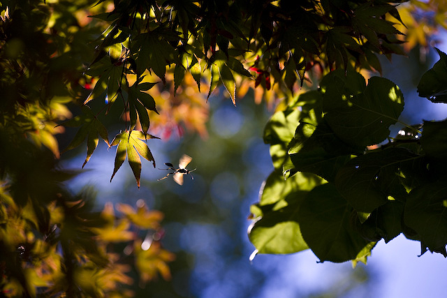 Leaves