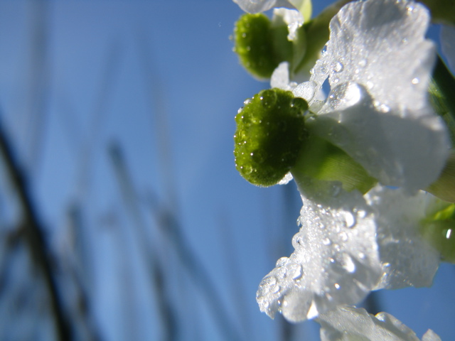 Little white flower