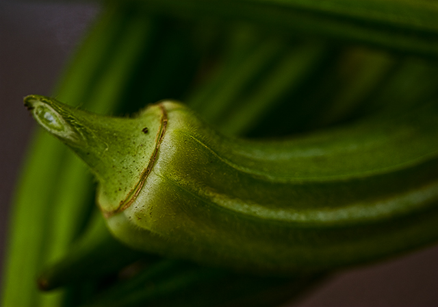  Okra 