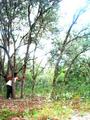 Risky Woods