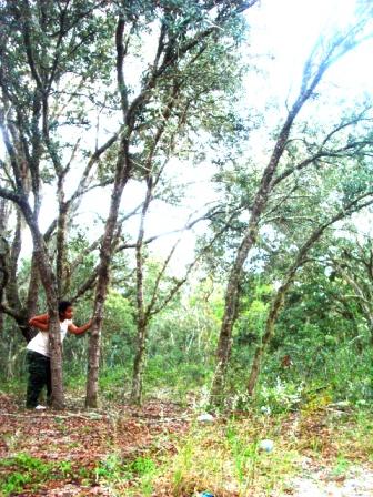 Risky Woods