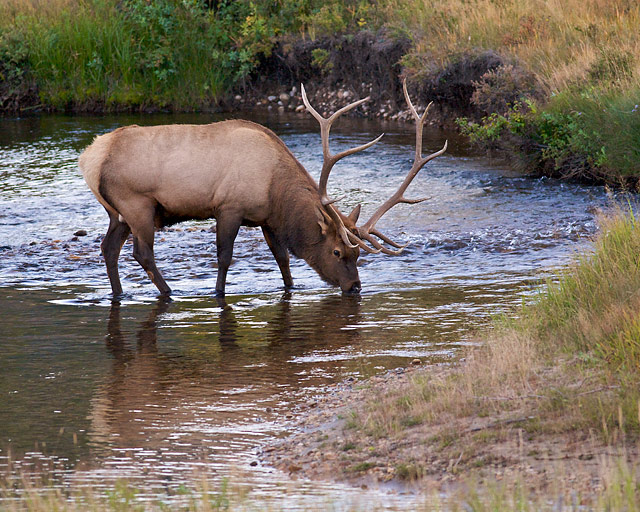 Midstream Drink during the Rut