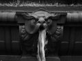 Fountain Gargoyle