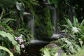 Orchid Falls