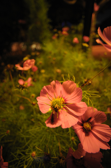 earwigs at night 