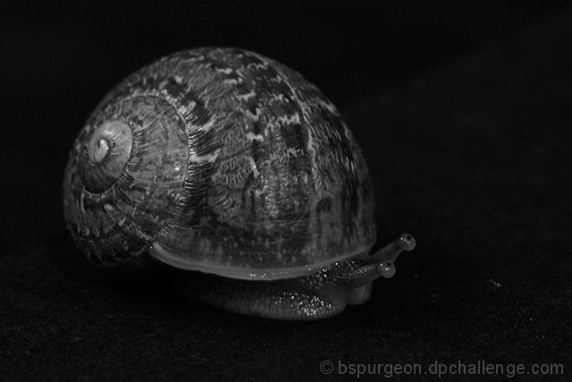 2 Seconds of a Snail's Pace