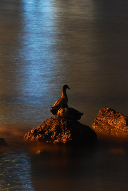 keeping watch