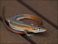 "Q"ute lizard on my verandah